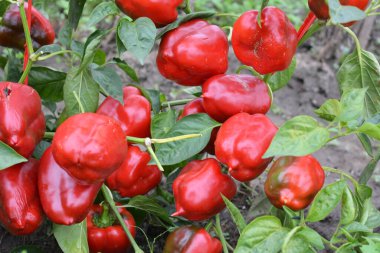Kırmızı biberli meyveler olgunlaşmış çalıların üzerinde