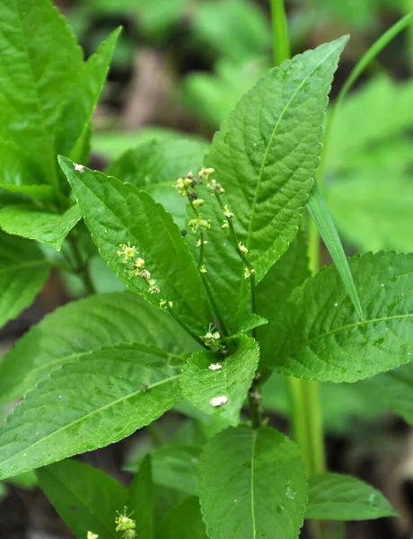 Lente Het Wild Groeit Perennis Het Bos — Stockfoto