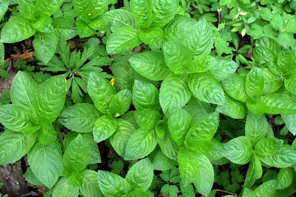 Την Άνοιξη Στην Άγρια Mercurialis Perennis Μεγαλώνει Στο Δάσος — Φωτογραφία Αρχείου