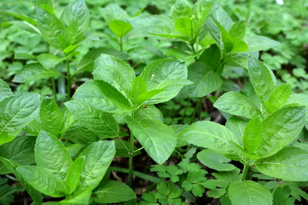 Primavera Naturaleza Mercurialis Perennis Crece Bosque —  Fotos de Stock