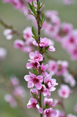 Ağaç dalındaki bir meyve bahçesinde bir şeftali açar.