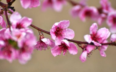 Ağaç dalındaki bir meyve bahçesinde bir şeftali açar.