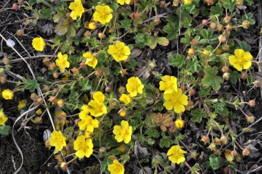 İlkbaharda, doğada potansiyel büyür.