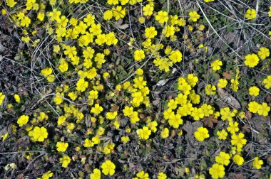 İlkbaharda, doğada potansiyel büyür.