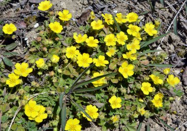 İlkbaharda, doğada potansiyel büyür.
