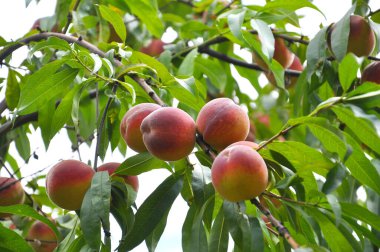 Yeşil yapraklı bir ağacın dalında olgun şeftali meyveleri yetişir.