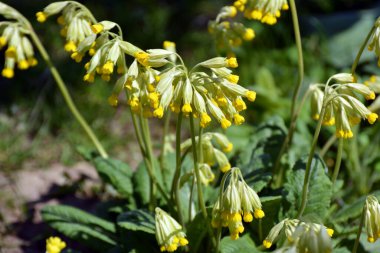 İlkbaharda, Primula veris (Primula veris) vahşi doğada açar.