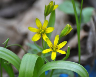 Erken bahar bitkisi Gagea Lutea ormanda açar.
