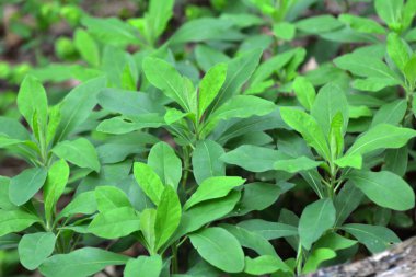 İlkbaharda ormanda yabani otlar yetişir (Euphorbia amigdaloides) 
