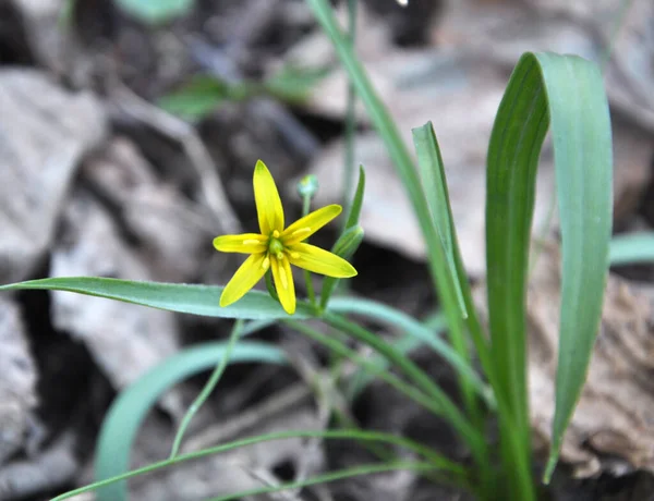 Erken Bahar Bitkisi Gagea Lutea Ormanda Açar — Stok fotoğraf