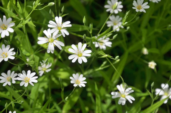 Spring Wild Forest Bloom Stellaria Holostea — Stock Photo, Image