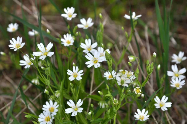 Весна Диком Лесу Цветет Stellaria Holostea — стоковое фото