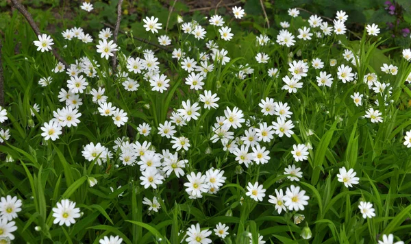 Lente Het Wilde Bos Bloeien Stellaria Holostea — Stockfoto