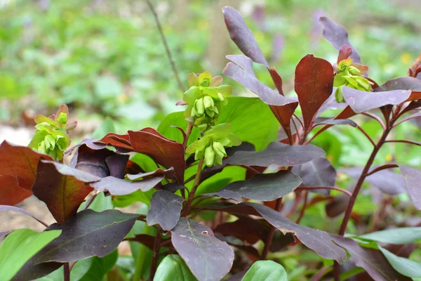 Весной Лесу Дикой Природе Растет Молочный Сорняк Euphorbia Amygdaloides — стоковое фото