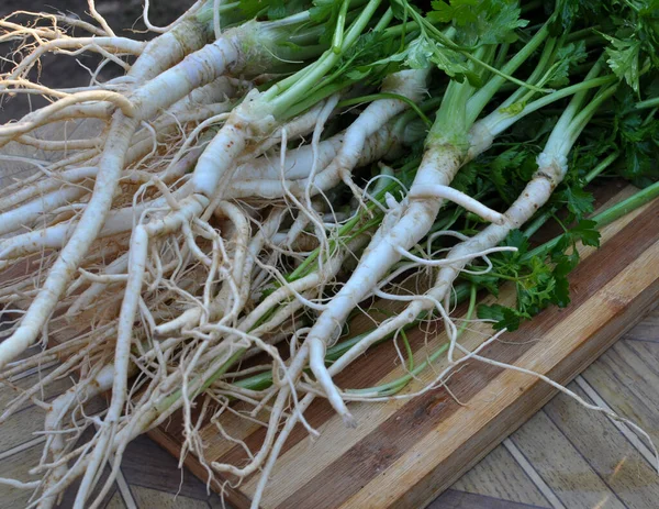 Frisch Geerntete Petersilie Mit Blättern Und Wurzeln — Stockfoto