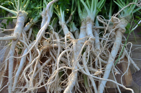 新鮮に収穫されたパセリの葉と根 — ストック写真
