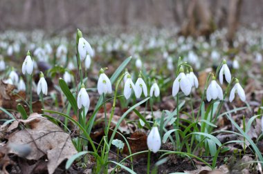 Ormanda ilkbahar karlarında (Galanthus nivalis) çiçek açar..