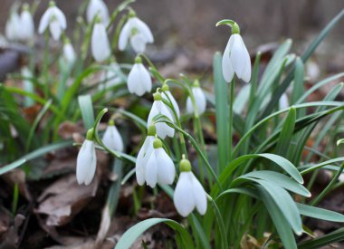 Ormanda ilkbahar karlarında (Galanthus nivalis) çiçek açar..