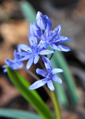 İlkbaharda vahşi ormanda karlar açar bifoliat (Scilla bifolia).