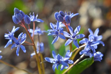 İlkbaharda vahşi ormanda karlar açar bifoliat (Scilla bifolia).