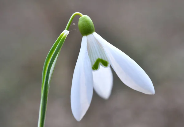 Ormanda Ilkbahar Karlarında Galanthus Nivalis Çiçek Açar — Stok fotoğraf