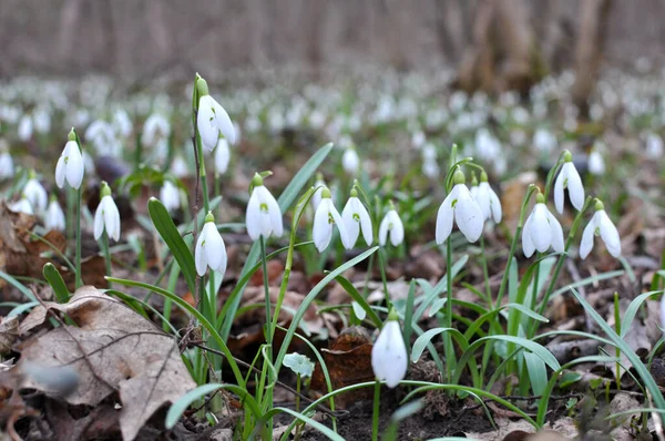 Het Bos Het Wild Bloeien Het Voorjaar Sneeuwklokjes Galanthus Nivalis — Stockfoto