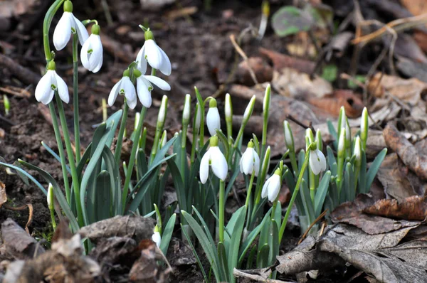 Лесу Дикой Природе Весной Цветут Подснежники Galanthus Nivalis — стоковое фото