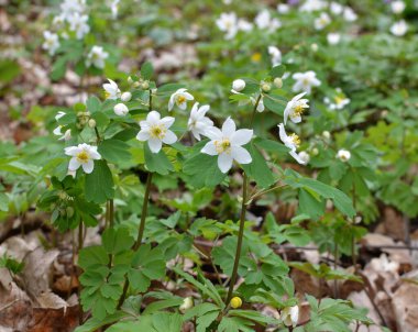 Ormanda bahar mevsimi çiçek açıyor Isopyrum thalictroides