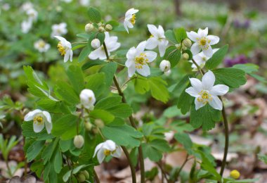 Ormanda bahar mevsimi çiçek açıyor Isopyrum thalictroides