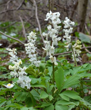 Ormanda ilkbaharda Corydalis çiçek açar.