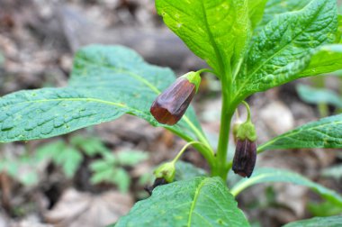 Ormandaki ilkbaharda nadir bulunan Scopolia Carniolica bitkisi çiçek açar.