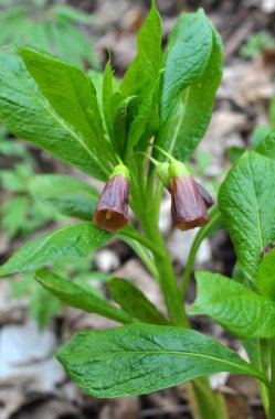 Ormandaki ilkbaharda nadir bulunan Scopolia Carniolica bitkisi çiçek açar.