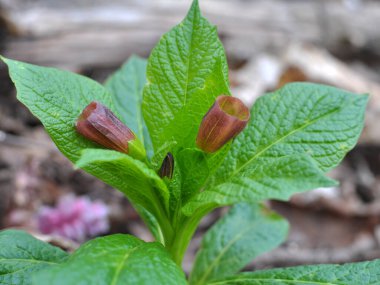 Ormandaki ilkbaharda nadir bulunan Scopolia Carniolica bitkisi çiçek açar.