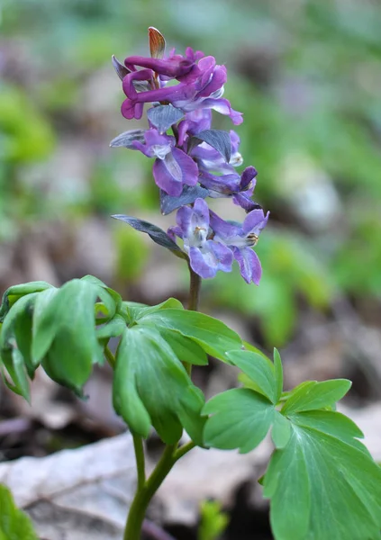 Corydalis Bloeit Het Voorjaar Het Wild Het Bos — Stockfoto