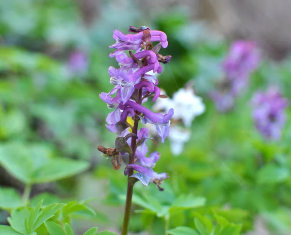 Corydalis Tavasszal Virágzik Vadonban Erdőben — Stock Fotó