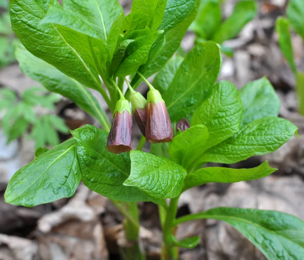 Spring Forest Wild Blooms Rare Plant Scopolia Carniolica Royalty Free Stock Photos