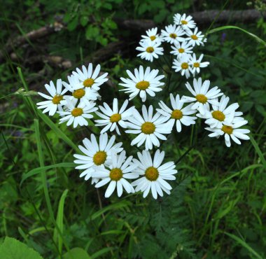 İlkbaharda vahşi ormanda tansy kalkanları açar (Tanasetum corymbosum)