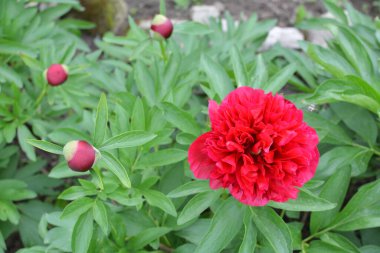 Bahçede çiçek tarhında şakayık çiçekleri