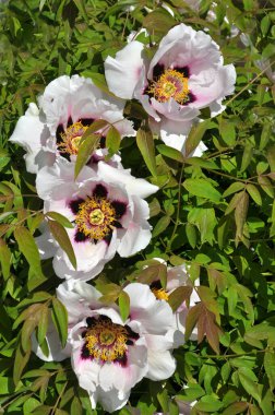 İlkbaharda bahçede çiçek açan şakayık ağacı gibi çiçek açar (Paeonia suffruticosa).