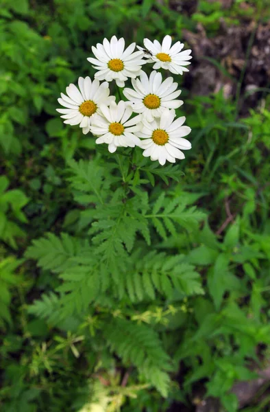 Spring Wild Woods Blooms Tansy Shields Tanacetum Corymbosum — Stock Photo, Image