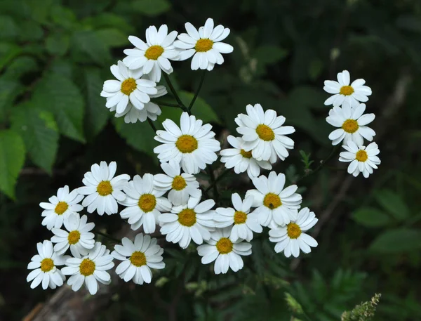 Frühling Blühen Freier Wildbahn Wald Stiefmütterchen Schilde Tanacetum Corymbosum — Stockfoto