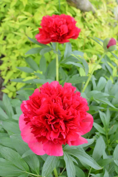 Dans Jardin Sur Lit Fleurs Les Fleurs Pivoine — Photo