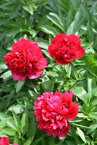 Dans Jardin Sur Lit Fleurs Les Fleurs Pivoine — Photo