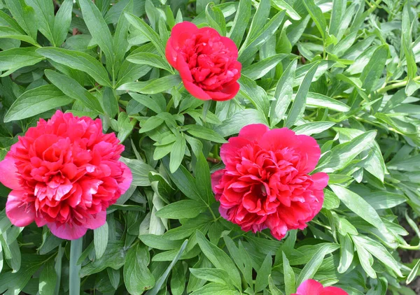 Dans Jardin Sur Lit Fleurs Les Fleurs Pivoine — Photo