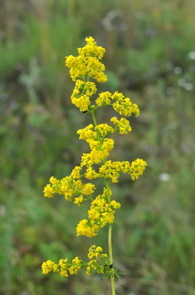 Galium Verum Kasvaa Keskuudessa Ruoho Luonnossa — kuvapankkivalokuva