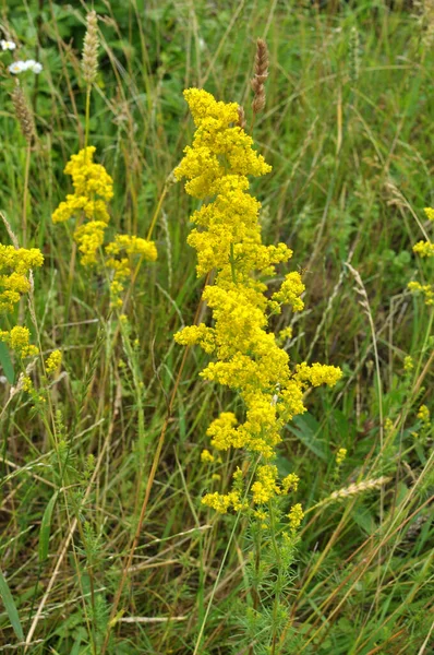 Galium Verum Roste Mezi Travinami Volné Přírodě — Stock fotografie