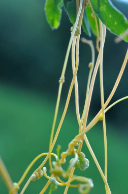 Parazit bitki, tarlada ekinlerin arasında yetişir.