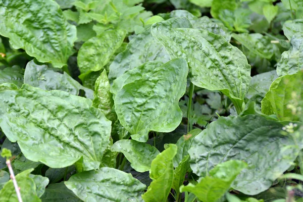 Latem Banan Jest Duży Plantago Major Plantago Borysthenica Rośnie Wolności — Zdjęcie stockowe