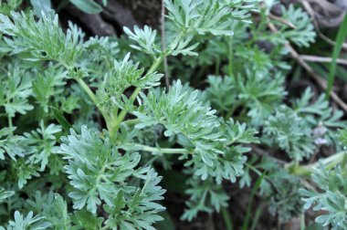 Acı pelin otu (Artemisia absinthium) vahşi doğada yetişir.