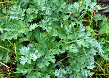 Acı pelin otu (Artemisia absinthium) vahşi doğada yetişir.